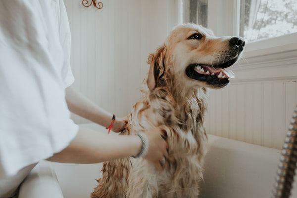 Trimmer profesional grooming mascotas